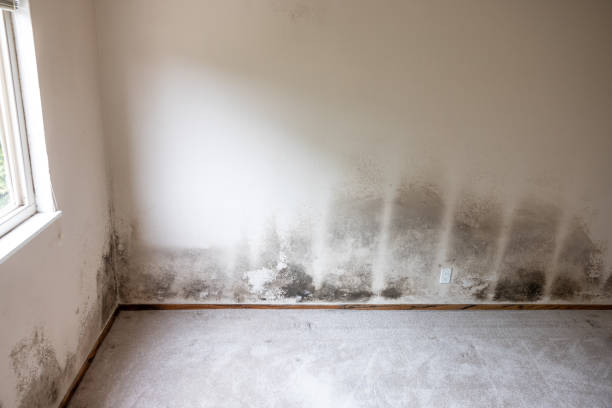 Best Basement Mold Removal  in USA